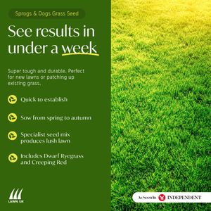 Lawn UK Hardwearing Grass Seed 500g – Durable Lawn Repair