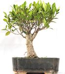 Green Paradise® Bonsai Ficus Tiger Bark 8 years old Live Bonsai Plant