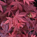 Acer Palmatum Atropurpureum Hardy Japanese Maple Tree 3 Litre Potted Plant by Thompson and Morgan (1)