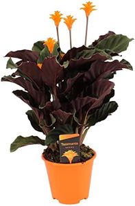 Plant in a