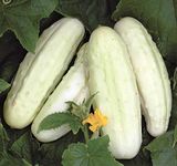 Seeds4planting - Seeds Cucumber White Angel Hybrid Vegetable for Planting Non GMO