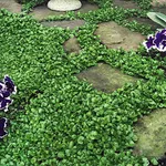 Outsidepride Perennial Dichondra Repens Seeds - 5 lbs Dense Green, Low-Maintenance Ground Cover Seeds for Planting, Ideal Lawn Alternative in Sun or Shady Areas & Erosion Control in USDA Zones 8-11