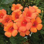 Campsis Garden Climbing Plant Hardy Drought Tolerant Perennial Exotic Flowers for Trellis, Fences & Walls Variety Trumpet Vine Indian Summer 2 x 2 Litre Pots by Thompson & Morgan