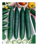 PREMIER SEEDS DIRECT CUCUMBER - EARLY SPRING BURPLESS F1-20 SEEDS - ORGANIC/BIO