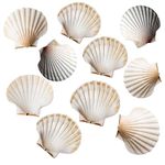 Avalon SCALLOP SHELLS - Cleaned and Washed - British White Scallop Shells - Quality Clam Shells for Appetizer Serving Dishes, Parties, Buffets, Crafts, Decorations etc (10, 10-12cm)