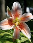 Radha Krishna Agriculture™ Oriental Lily/Lilium Flower Bulbs For Home & Outdoor Gardening Plants (Pack Of 8 Bulbs) (Orange) (Red) (Pink)