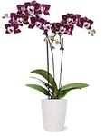 Just Add Ice JA5002 Purple Orchid i