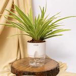 KYARI Spider Indoor Plants for Living Room | Live Plants | Plants with White Pot for Home | Air purifier plants | Plants for Home Decor