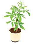 UGAOO Money Tree Natural Live Indoor Plant - Large