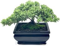 Live Dwarf Juniper Bonsai Tree | Indoor/Outdoor | 100% Handcrafted| Home and Office Décor | Best gift for Holiday (L)