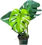 Monstera Deliciosa Live Plant With 4 Inch Pot - Monstera Swiss Cheese Plant - Split Leaf Indoor Plants Live Houseplants - Easy to Care Live Plants For Home, Office, Wedding Decor & Giftable