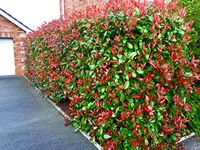 5 Red Robin Hedging Evergreen Photinia Plants Fast Growing Shrubs 25-40cm Potted by Sunnyside Nurseries