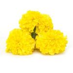 Kolkata Orchid Online HIGH YIELD Open Pollinated Marigold YELLOW 100 Seeds Pack, INCA Ver.