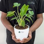LittleJungle Philodendron Burl Marx - Live Plant with 5.5 Inches White Decor Pot | Indoor Plants For Home | Live Plants Indoor | Air Purifying Plant | Live Plant With Pot For Home Decor |