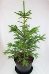 Real, Living Norway Spruce Christmas Tree 3-4ft (90-120cm) (Tree & Pot Saucer)