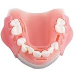 Teeth Model 1:1 Life Size, Dental S