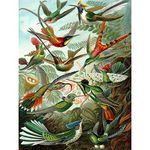 Bumblebeaver NATURE ART BIOLOGY BIRD HUMMING ERNST HAECKEL GERMANY VINTAGE POSTER PRINT 12x16 inch 30x40cm 865PY