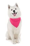 Mechaly Dog Plain Bandanas - 2 Pack - Scarf Triangle Bibs for Small, Medium and, Hot Pink, One Size