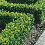 GardenersDream 10 x Buxus Sempervirens Hedging Plants - All Year Round Outdoor Plants - Evergreen Garden Shrubs for Gardens and Borders - Outdoor Garden Ready Plants (20-40 cm incl. 9 cm Pot)