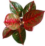 The Four Seasons Aglaonema Stardust Rare Imported Variety Natural Live Plant in Pot