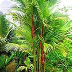 Creative Farmer Palm Tree Live Plant Rare Red Cyrtostachys Renda Seedling Thailand Ornamental () Exotic Plants Rajah Easy To Maintain (1 Live Palm Plant) (PLANT-99-REDPALM1027Bll@)