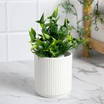 Anko White Scalloped Pot-Small| Stoneware Ceramic Pot | Ideal for Indoor Plants |Planter for Home, Office, Garden, Balcony| Drainage Hole & Stopper | 13.8cm (H) X 13.8cm (Dia.) | 1 Piece