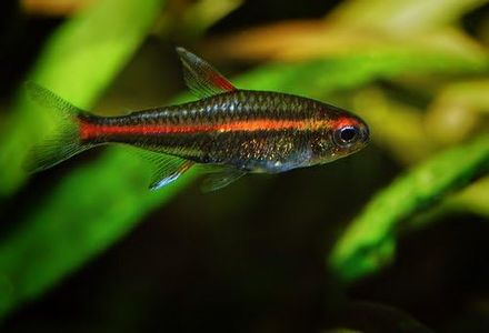 WorldwideTropicals Live Freshwater Aquarium Fish - (6) 1" Fire Neon Tetras - 6 Pack of Fire Neons (Glo-Lites) Live Tropical Fish - Great for Aquariums - Populate Your Fish Tank!