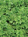 Heirloom Heritage Loose Leaf Batavia Green ICE Lettuce 100 Seeds. Certified French Organic Grower