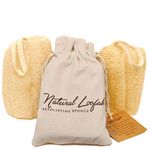 All Natural Loofah Sponge, Set of 2 Real Egyptian Bath & Shower Exfoliating Loofa Scrubber Sponges for Face, Back & Body, Eco Friendly, No Toxic Chemicals, 6" x 6" by Crafts of Egypt