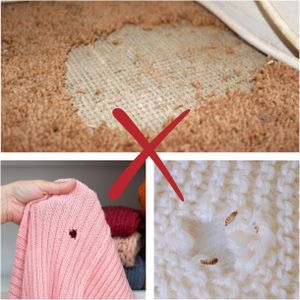 Carpet Clothes Moth Traps, 7-Pack – Odorless Pest Control