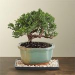 Bonsai plants for home indoor live banyan tree (Pack of 2 With pot)