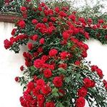 INGLIS PLANTOPIA Live Climbing Rose Creeping Wild Rambling Ornamental Trellis Blooms Vining Fragrant Trailing Flower Plant [ Climbing Red Rose plant] with plastic pot