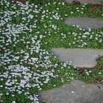 Perennial Farm Marketplace (Blue Star Creeper) Groundcover, 1 Quart Isotoma fluviatilis, Sky Bluish Flowers