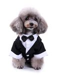 Gentleman Dog Clothes Dog Wedding Outfit Cute Tailcoat Pet Suit Striped Dog Tuxedo Bow Tie French Bulldog Halloween Costume | Black Tudexo (L)