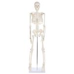 Anatomy Lab Human Skeleton Model, 34" Mini Skeleton Replica Mounted to Base for Display, with Removable Skull Cap, Movable Arms and Legs, and Details of Human Bones