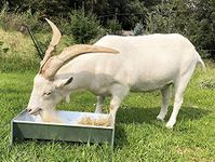 Jake's Farm Yard Galvanised Feeding Trough for Goats, Sheep and More - Free Standing Dish Style Feeder Suitable for 1-2 Animals - Strong and Robust (600 x 190 x 270 mm)