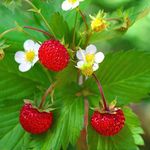 Outsidepride Perennial Strawberry Vesca Baron Low Growing Fruit Plants - 10000 Seeds