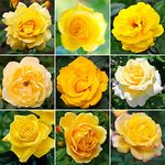 GardenersDream Yellow Rose Bush Potted - Outdoor Garden Plants Ready to Plant - Climbing Roses for Garden with Fragrant Flower Rose Trees - Colourful Roses for Outdoor Gardens - (20-50cm Incl. Pot)