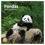 2024 Pandas Monthly Wall Calendar by Bright Day, 12 x 12 Inch Cute Nature Photography Gift