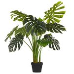 Creative Farmer Indoor Plants Monstera Deliciosa, 10 Cm Pot For Home Decor (Gardening Healthy Live Plant)