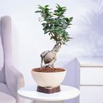 Ugaoo Ficus Bonsai Live Plant For Home Indoor With ARA-20 Self Watering Pot