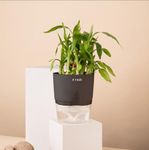 KYARI Bamboo 2 Layer Indoor Plants for Living Room | Live Plants | Plants with Grey Self Watering Pot for Home | Air purifier plants | Plants for Home Decor | Plants for Garden & bedroom