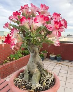 Rosy Adenium/Desert Rose Flower Live Plant Indoor Bonsai (Desert Rose) (1 Live Bonsai Plant) Without pot:..