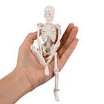 Ultrassist Mini Human Skeleton Model, Portable 7.88” Skeleton Bone Model with Stretchable Jaw, Great Teaching Tool for Physiological Education and Human Skeletal System Study