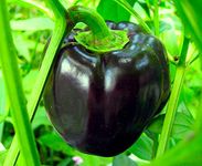 Black Bell Pepper Seeds for Planting about 30 seeds