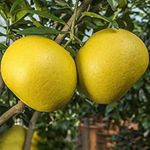 Golden Bloom Grafted Pomelo Fruit Plant, Sweet Pomelo Citrus " KAMBILI NARANGA " - High Yield Lemon Fruit Live Plant Height 1 FT