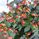 Flower Seed – Mina Lobata– Half-Hardy Annual – Spanish Flag – Climbing Plant - Sun Loving - Easy to Grow – Exotic Garden - 1 Packet (16 mina lobata Seeds) by Thompson and Morgan