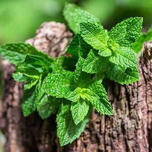 Spearmint 100 Seeds