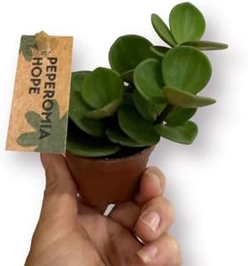 Peperomia 