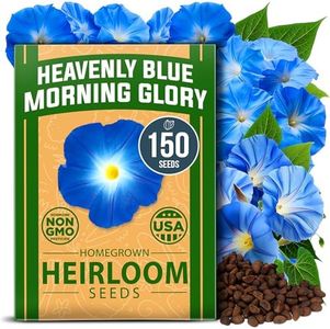 HOME GROWN Heavenly Blue Morning Glory Seeds - 150 Non-GMO Heirloom Morning Glory Seeds for Planting - Ideal Flower Seeds to Attract Pollinators and Birds (Ipomoea Tricolor) (1pack)